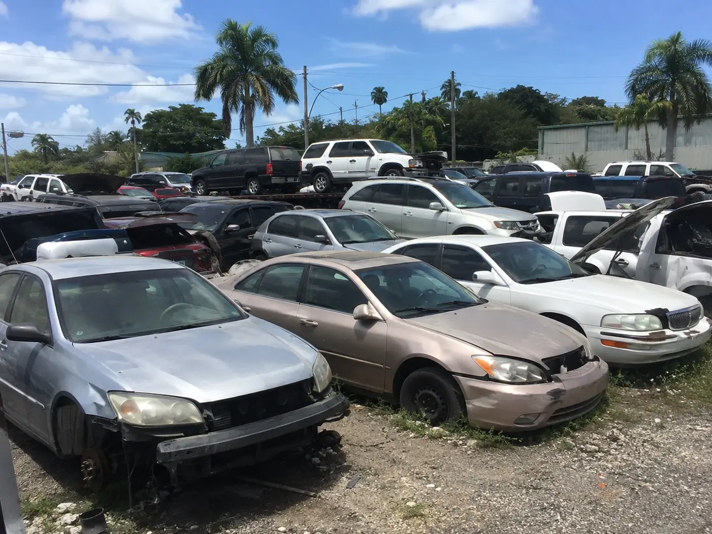 Rows of salvage vehicles parked in a junkyard lot under palm trees